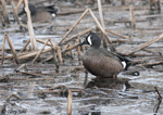 Blue-winged Teal 9 - Spatula discors