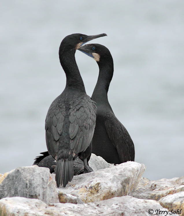 Brandt's Cormorant - Phalacrocorax penicillatus