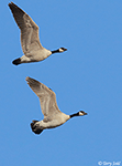 Cackling Goose 2 - Branta hutchinsii