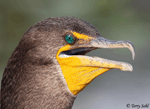 Double-crested Cormorant 11 - Phalacrocorax auritus