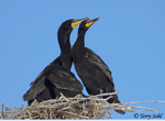 Double-crested Cormorant 14 - Phalacrocorax auritus