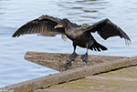 Great Cormorant 3 - Phalacrocorax carbo