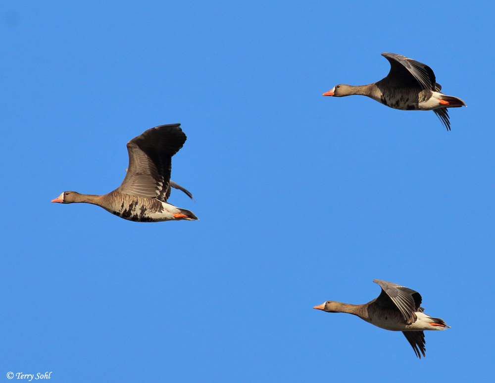 Greater White-fronted Goose -  Anser albifrons