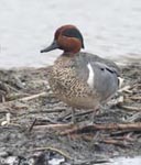 Green-winged Teal 3 - Anas crecca