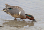 Green-winged Teal 6 - Anas crecca
