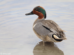 Green-winged Teal 7 - Anas crecca