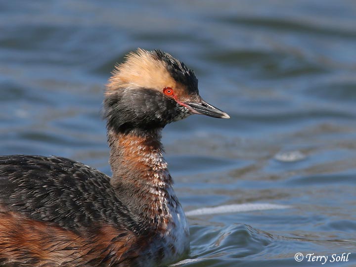 Horned Grebe - Wall Lake, South Dakota