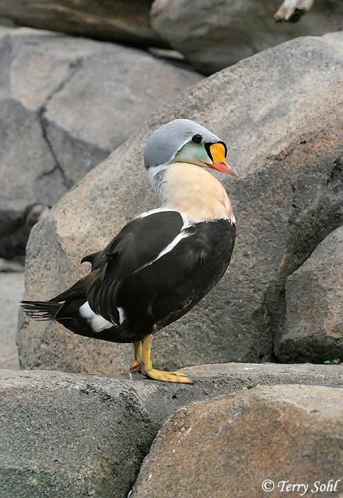 King Eider - Somateria spectabilis