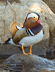Mandarin Duck 7 - Aix galericulata