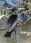 Neotropic Cormorant - Phalacrocorax brasilianus