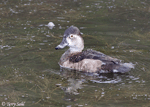 Ring-necked Duck - Aythya collaris