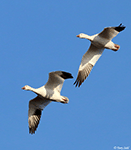 Snow Goose 12 - Chen caerulescens