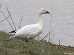 Snow Goose 13 - Chen caerulescens