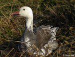 Snow Goose 2 - Chen caerulescens