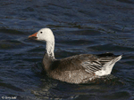 Snow Goose 5 - Chen caerulescens