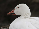 Snow Goose 7 - Chen caerulescens
