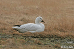 Snow Goose 8 - Chen caerulescens