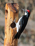 Acorn Woodpecker 10 - Melanerpes formicivorus 