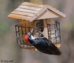 Acorn Woodpecker 5 - Melanerpes formicivorus 