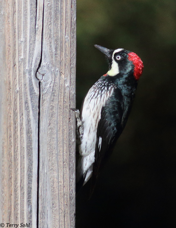 acorn woodpecker eye