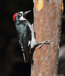 Acorn Woodpecker 7 - Melanerpes formicivorus 