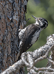 American Three-toed Woodpecker 2 - Picoides dorsalis