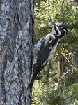 American Three-toed Woodpecker 5 - Picoides dorsalis