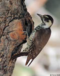 Arizona Woodpecker 4 - Dryobates arizonae