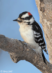 Downy Woodpecker 13 - Picoides pubescens
