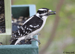 Downy Woodpecker 15 - Picoides pubescens