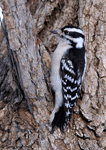 Downy Woodpecker 16 - Picoides pubescens