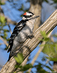 Downy Woodpecker 18 - Picoides pubescens