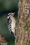 Downy Woodpecker 3 - Picoides pubescens