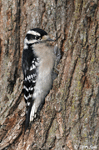 Downy Woodpecker 4 - Picoides pubescens