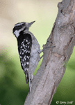 Downy Woodpecker 7 - Picoides pubescens