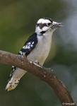 Downy Woodpecker 9 - Picoides pubescens