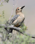 Gila Woodpecker 10 - Melanerpes uropygialis