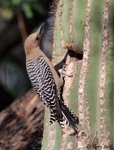 Gila Woodpecker 14 - Melanerpes uropygialis