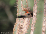 Gila Woodpecker 16 - Melanerpes uropygialis