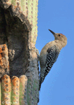 Gila Woodpecker 2 - Melanerpes uropygialis
