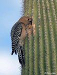 Gila Woodpecker 3 - Melanerpes uropygialis