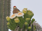 Gila Woodpecker 7 - Melanerpes uropygialis