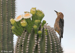Gila Woodpecker 8 - Melanerpes uropygialis