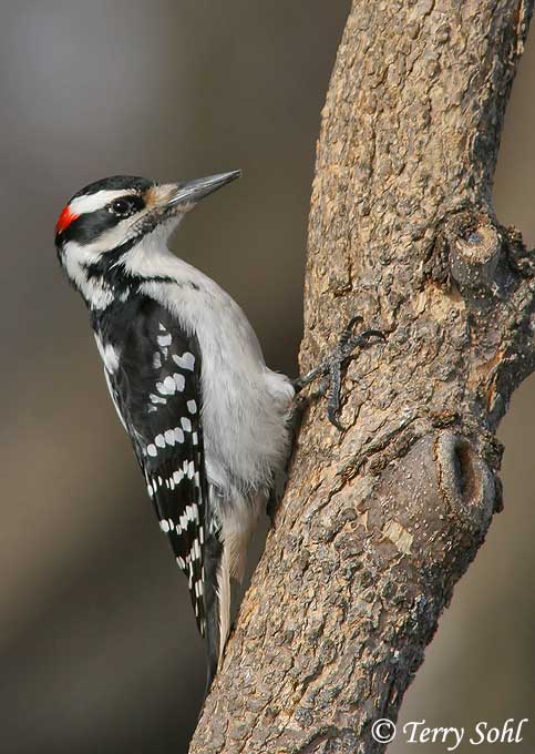 Hairy Woodpecker - Leuconotopicus villosus