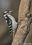 Hairy Woodpecker -  Dryobates villosus