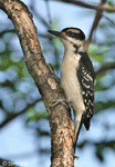 Hairy Woodpecker 3 - Leuconotopicus villosus
