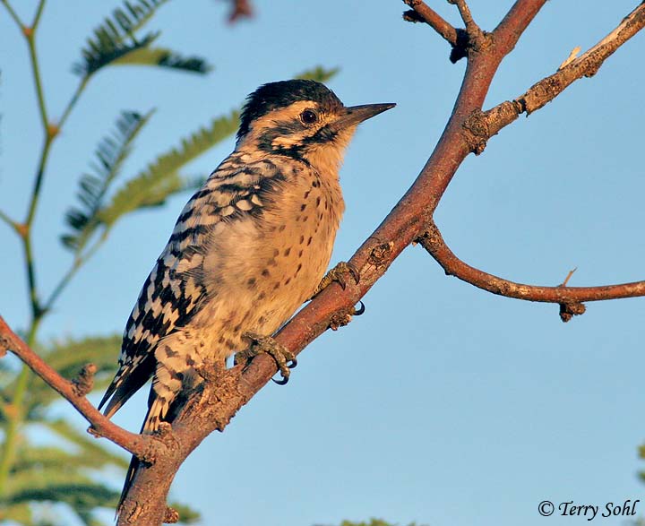 Ladder-backed Woodpecker - Dryobates scalaris