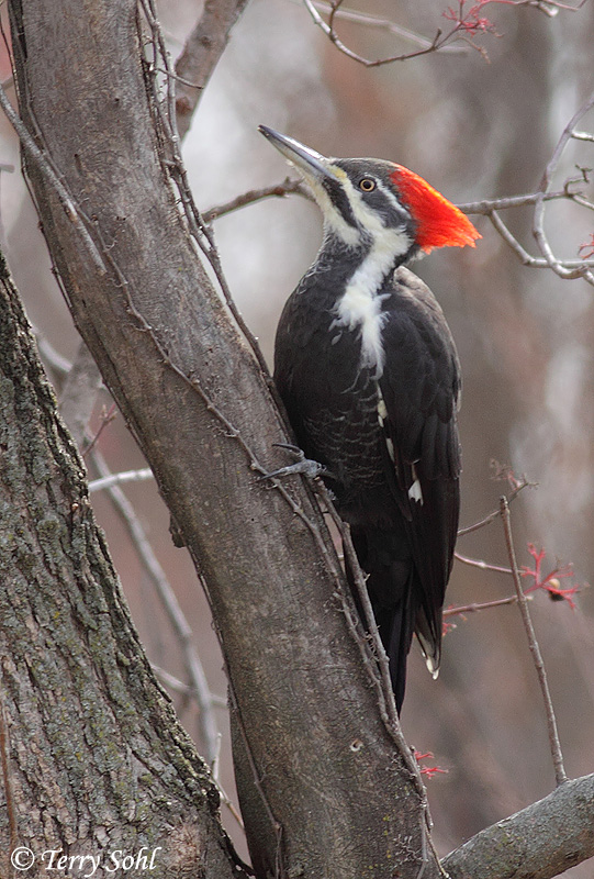 Pileated Woodpecker - Dryocopus pileatus