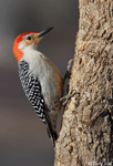 Red-bellied Woodpecker 1 - Melanerpes carolinus