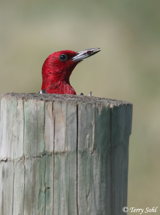 Red-headed Woodpecker - Melanerpes erythrocephalus